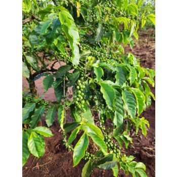 ARABICA GREEN BEAN COFFEE