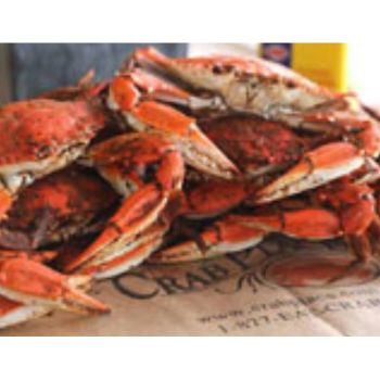 Colossal Male Hard Crabs