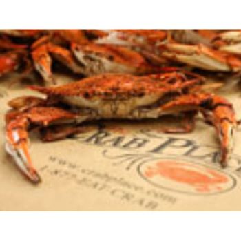 Select Male Hard Crabs