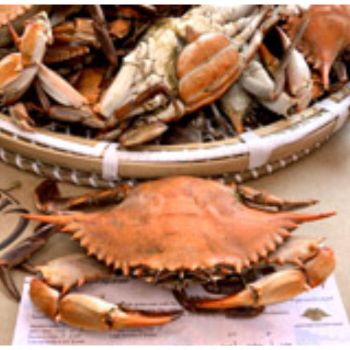 Large Female Hard Crabs