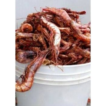 Cray Fish, 7.6 Eur / kg